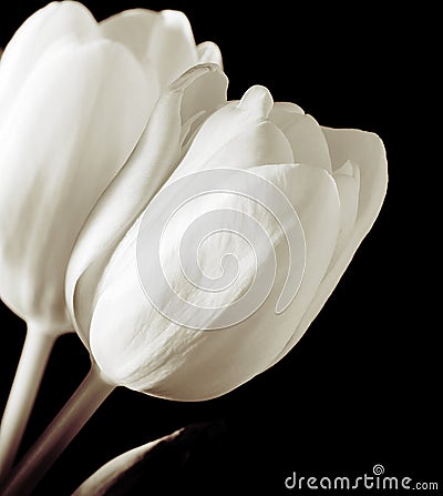White tulips Stock Photo