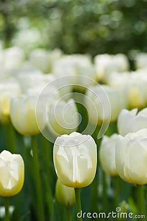 White tulips in april Stock Photo