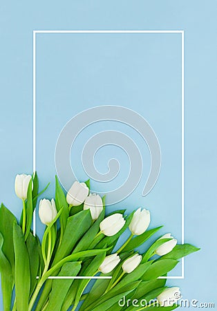 White tulips on blue background with frame, flower postcard for Women`s Day, Mother`s Day or sale concept. Floral spring Stock Photo