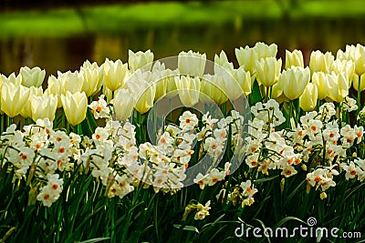 White tulips and daffodil close up in Holland , spring time flowers in Keukenhof Stock Photo