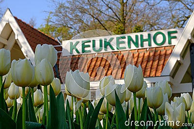 White tulips in front of the Keukenhof sign at Keukenhof Gardens, Lisse, South Holland Editorial Stock Photo