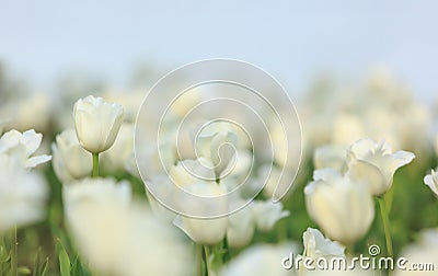 White Tulips Stock Photo