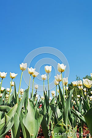 White tulips on flowerbed on blue sky Stock Photo