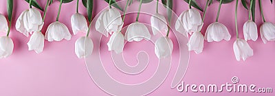 White tulips flowers over light pink background. Greeting card or wedding invitation. Stock Photo