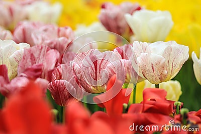 White tulips with purple highlights Stock Photo