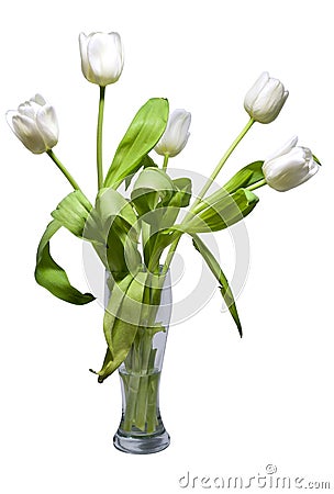 White tulips in rustic vase isolated on white. nature, objects. Stock Photo