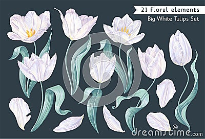 Big set of spring flowers, white vector tulips Vector Illustration