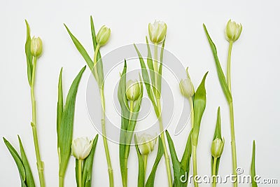 White tulips settled over white flat lay Stock Photo