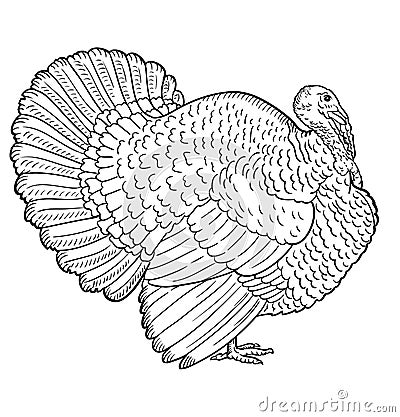 White turkey, illustration sketch, turkey isolated Vector Illustration