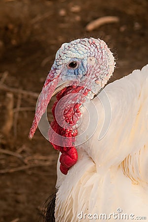 White Turkey Portrait Stock Photo