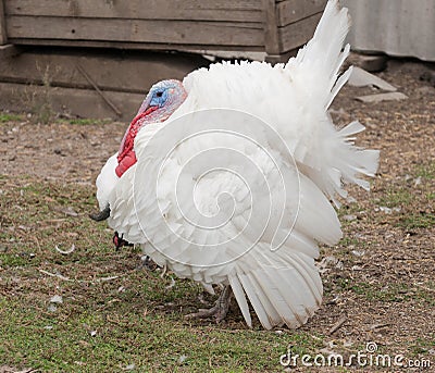 White turkey on a poultry yard Stock Photo