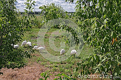 White turkeys walking on green grass Stock Photo