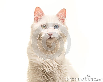 White turkish angora cat portrait looking at the camera Stock Photo