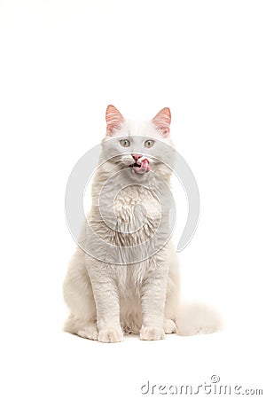 White turkish angora cat sitting looking at the camera licking its mouth Stock Photo