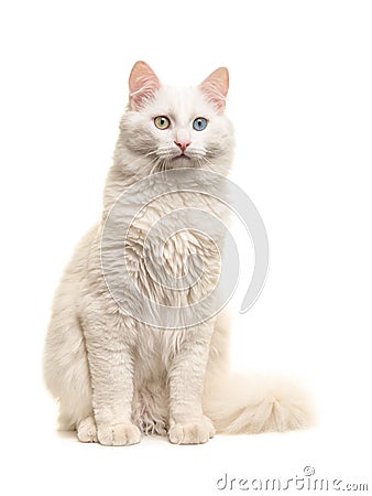 White turkish angora odd eye cat sitting not looking at the camera Stock Photo