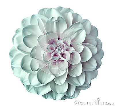 White-turquoise flower dahlia on a white background isolated with clipping path. Closeup. for design. Stock Photo