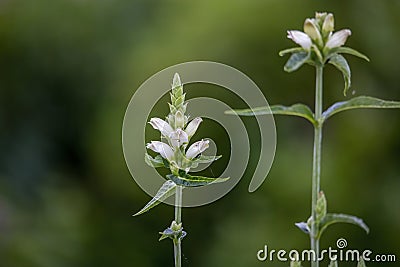 The white turtlehead Chelone glabra Stock Photo