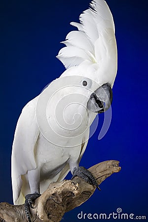 White Umbrella Cockatoo Stock Photo