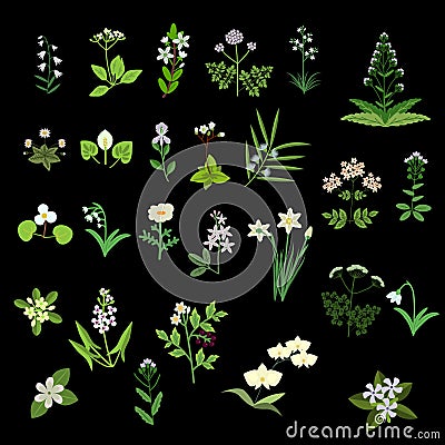 White vector flowers Vector Illustration