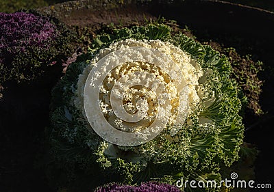 a picture of flowers planted in the garden Stock Photo