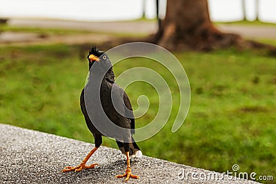 Javan Myna, Acridotheres javanicus, a single bird walking on the Stock Photo