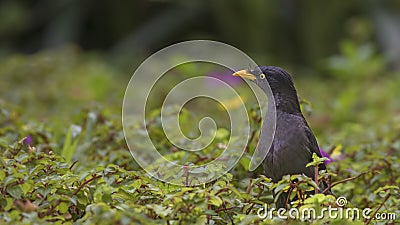 White-vented Myna Among Weed Stock Photo