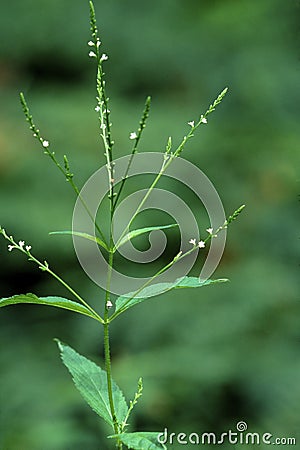 White Vervain 55760 Stock Photo