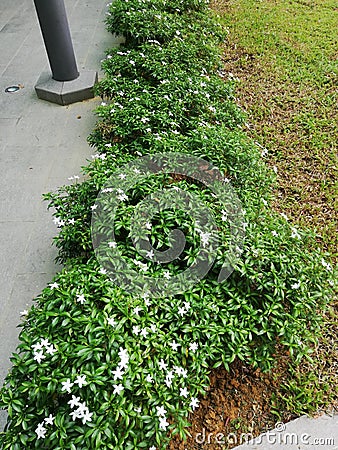 White vinca is a white flower planted for decorative purpose Stock Photo