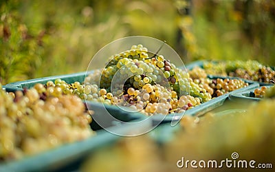 White vine grapes. Detailed view of a grape vines in a vineyard in autumn. Stock Photo