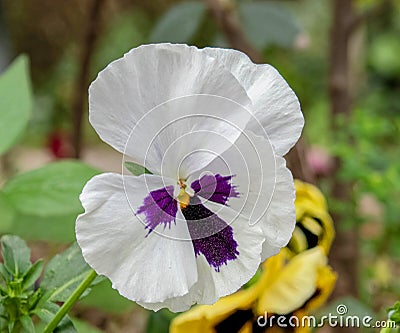 A white and violet-colored pancy flower close up in the garden Stock Photo