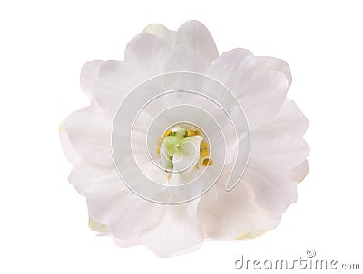 White violet isolated flower Stock Photo