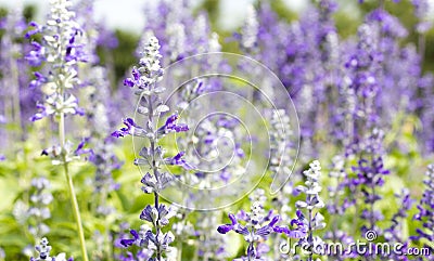 White and violet Salvia flower Stock Photo