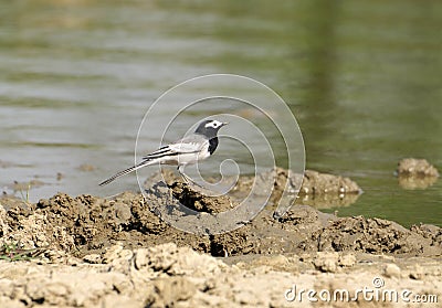 White wagtail Stock Photo