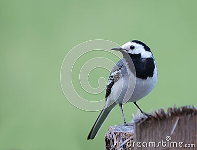 White Wagtail Stock Photo