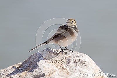 White Wagtail Stock Photo