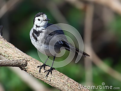 White Wagtail Stock Photo