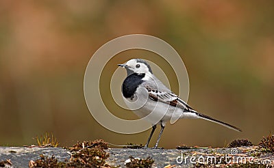 White wagtail (motacilla alba) Stock Photo