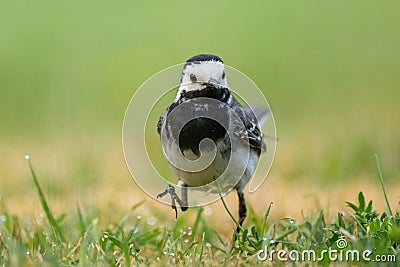 A White Wagtail running on a meadow Stock Photo