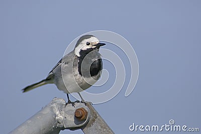 White Wagtail, Witte Kwikstaart, Motacilla alba Stock Photo