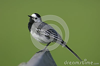 White Wagtail, Witte Kwikstaart, Motacilla alba Stock Photo