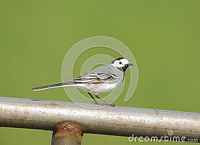 White Wagtail, Witte Kwikstaart, Motacilla alba Stock Photo