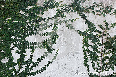 White wall green ivy plant. Stock Photo