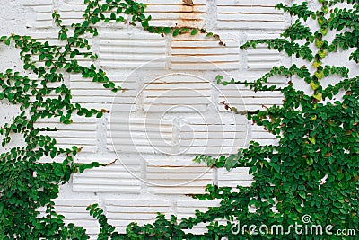 White wall green ivy plant. Stock Photo