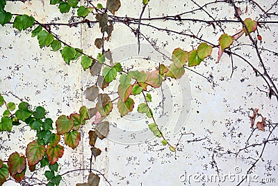 White wall with green leaves Stock Photo