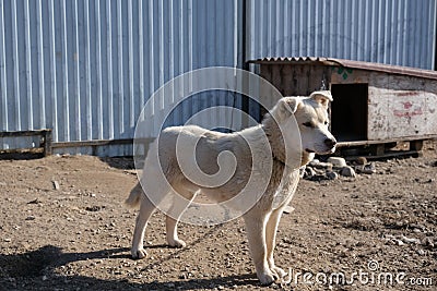 white watchdog on a chain near the booth Stock Photo