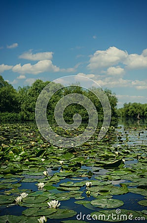 White water lilies Stock Photo