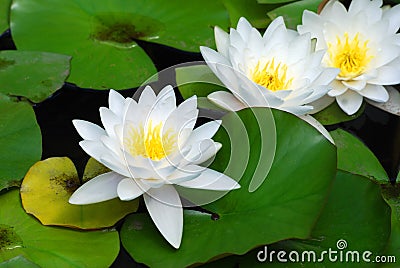 White water lily Stock Photo