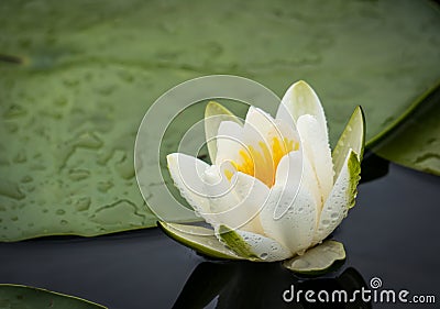White water lily Stock Photo
