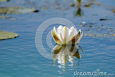 White Water Lily floating on blue water in Danube Delta. Nenuphar (Nymphaea alba) Stock Photo