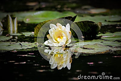 White Water Lily Reflection at Gibbs Gardens Stock Photo